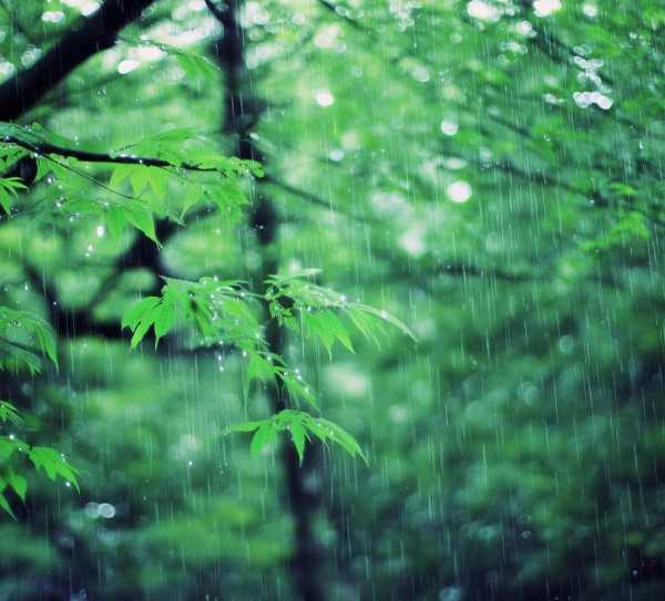 雨的柔美诗篇，雨中美丽句子的集结