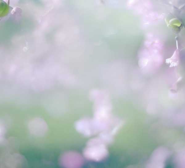 春日诗意，虞花浪漫绽放记